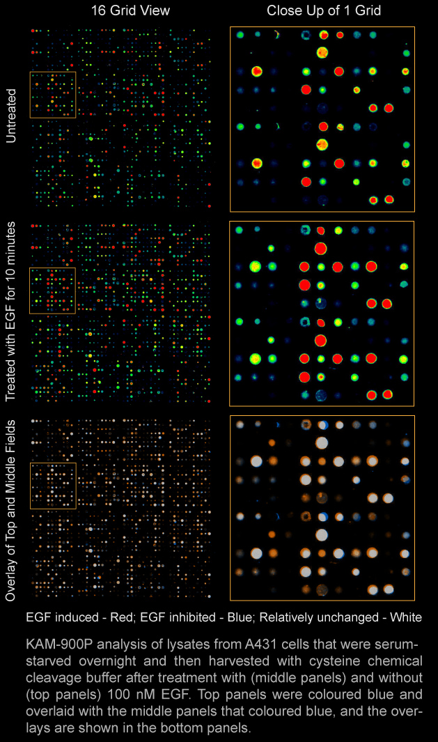 EGFR_A431_KAM-900P