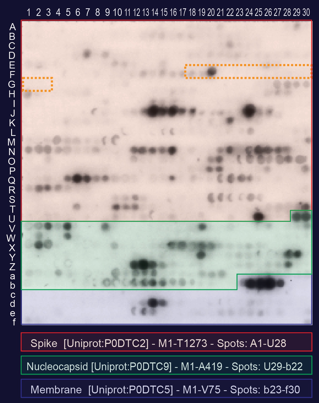 SARS-CoV-2 peptide arrays showing spike protein, nucleocapsid protein and membrane protein