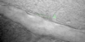 Localized arteriole constriction linked to single astrocyte endfoot Ca²⁺ rise