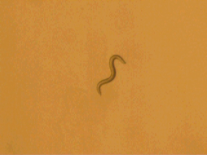 Worm reverses direction in response to vibration.